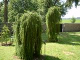 Modn opadav - pevisl forma, Larix decidua Pendula, 2006