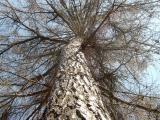 Modřín opadavý - Larix decidua, uhynulý po zásahu bleskem, 2006