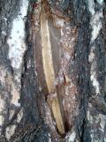Modřín opadavý - Larix decidua, uhynulý po zásahu bleskem, 2006