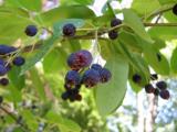 Muchovnk kanadsk - Amelanchier canadensis, 2006