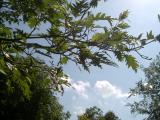 Olše lepkavá - stříhanolistá forma, Alnus glutinosa ´Imperialis´, 2006
