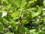 Olše šedá - Alnus incana ´Aurea´, 2006