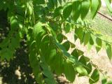 Ořešák černý - Juglans nigra, 2006