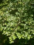 Pabuk antarktický - Nothofagus antartica, 2006