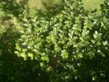 Pabuk antarktický - Nothofagus antartica, 2006