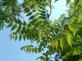 Pajasan laznat - Ailanthus altissima, 2006