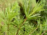 Pajehličník přeslenatý - Sciadopitys verticillata, 2006