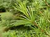 Pajehličník přeslenatý - Sciadopitys verticillata, 2006