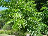 Paoech jasanolist - Pterocaryas fraxinifolia, 2006