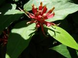 Sazank kvtnat - Calycanthus floridus, 2006