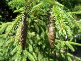 Smrk vchodn - Picea orientalis, 2006