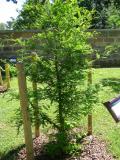 Tisovec dvouad - Taxodium distichum, 2006  