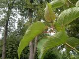 Topol chlupat - Populus lasiocarpa, 2006 