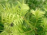 Torreya kalifornsk - Torreya californica, 2006  