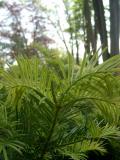 Torreya kalifornsk - Torreya californica, 2006 