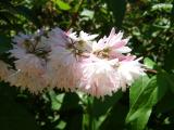 Trojpuk drsn - Deutzia scabra, 2006