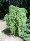 Tsuga kanadsk, jedlovec kanadsk - pevisl  forma, Tsuga canadensis Pendula, 2006