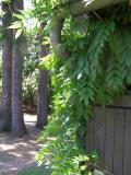 Vistrie kvtnat - Wisteria floribunda, 2006