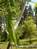 Vrba leskl - Salix lucida, 2006 