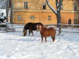 2004, koně v zimě