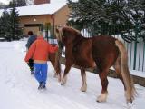 2004, koně v zimě