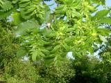 Habr obecn - Carpinus betulus, 2006