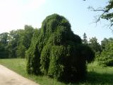 Jerln japonsk - pevisl, Sophora japonica Pendula, Lednice, 2006