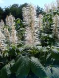 Jrovec drobnokvt - Aesculus parviflora, Lednice, 2006 