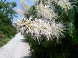 Jrovec drobnokvt - Aesculus parviflora, Lednice, 2006