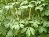 Jrovec drobnokvt - Aesculus parviflora, Zln, ZOO, 2006