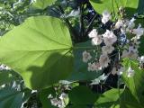 Katalpa obecn, trubaovit - Catalpa bignonioides, Zln, 2006