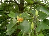 Liliovnk tulipnokvt - Liriodendron tulipifera, Zln, ZOO, 2006