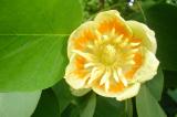 Liliovnk tulipnokvt - Liriodendron tulipifera, astolovice, 2006