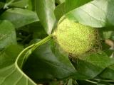 Maklura jablkovit - Maclura pomifera, Lednice, 2006  