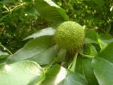 Maklura jablkovit - Maclura pomifera, Lednice, 2006 