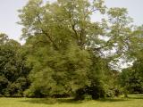 Nahovtvec dvoudom - Gymnocladus dioicus, Lednice, 2006