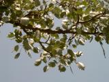 Topol bl - Populus alba, Lednice, 2006 