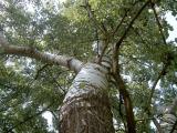 Topol bl - Populus alba, Lednice, 2006