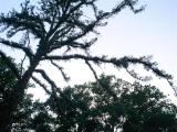 borovice letn - MONSTROSA - MONOCAULIS - Tebo