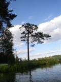 borovice lesn - Medlov