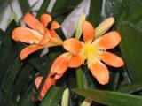 Clivia