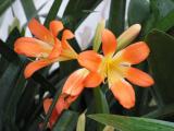 Clivia