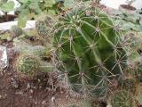 2006-kaktus bez blesku