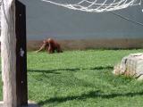 2004, Zoo ve Dvoe Krl. nad Labem 