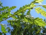 Habr obecný - Carpinus betulus ´Quercifolia´, Arboretum Žampach 2006 HABR O