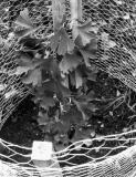 JINAN od:Grünerová Litoměřice (matečný strom Botanic. zahrada UK Pha)