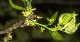 Břestovec západní - Celtis occidentalis - květ