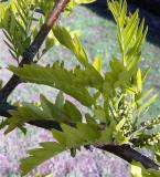 Dezovec trojtrnn - Gleditsia triacanthos - Sunburst - Arboretum ampach