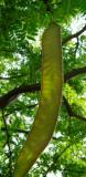 Dezovec trojtrnn - Gleditsia triacanthos - Sunburst - lusk - Arboretum ampach