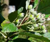 Jeb muk - Sorbus aria